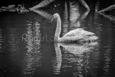 portrait of white swan