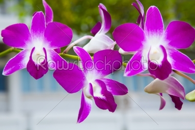 purple orchid bloom