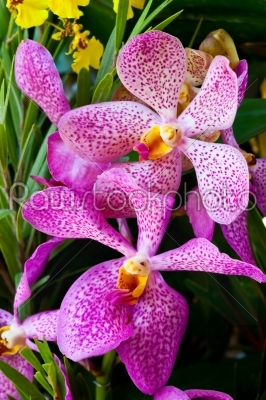 purple orchid blossom