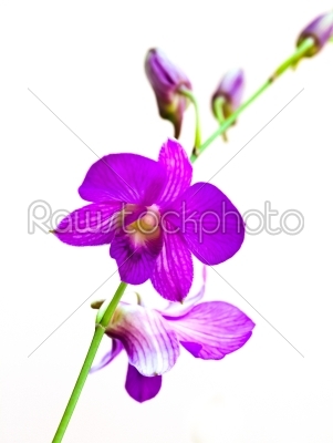 purple orchid on white