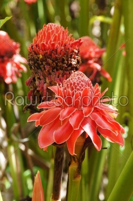 Red flower of etlingera elatior
