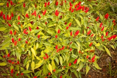 red hot chilli bush
