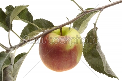 Red wet apple with leaf