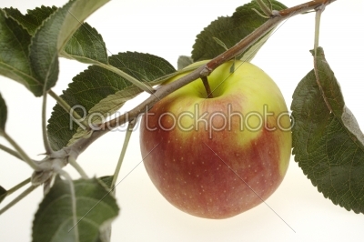 Red wet apple with leaf