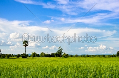 rice field and cloudscape