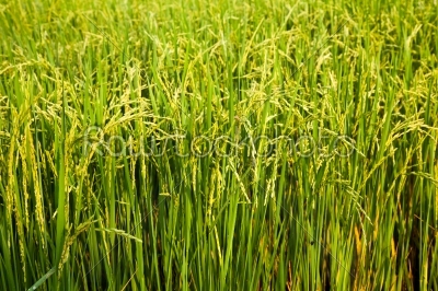 rice field and sun