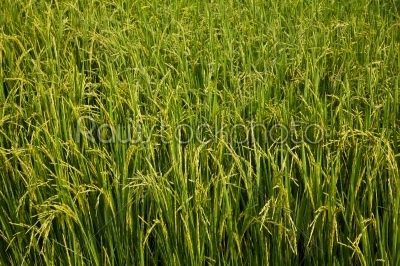 rice field and sun