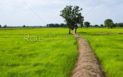 Rice field in early stage 