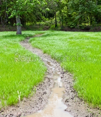 rice field recently growth a tropical plant 