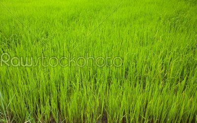 rice field tropical plant