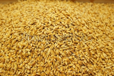 Rice Seed