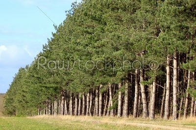 row of firs