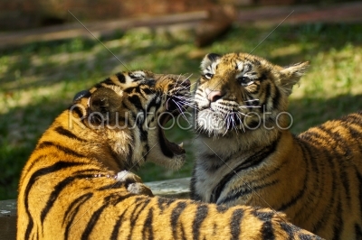 Royal Bengal tiger 