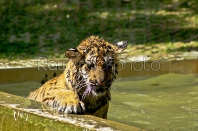 Royal Bengal tiger 