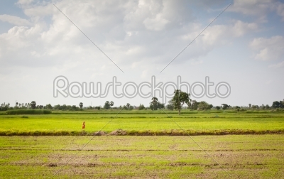 Scarecrow in rice field