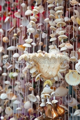 sea shell decoration