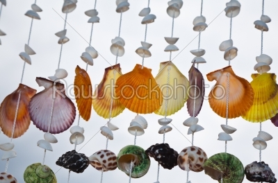 sea shell decoration