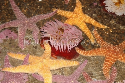 starfish hang out.