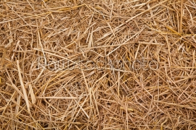straw from rice background