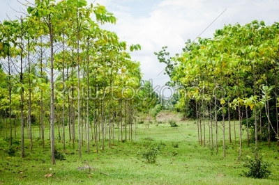 Teak trees in an agricultural forest in bright afternoon sunligh