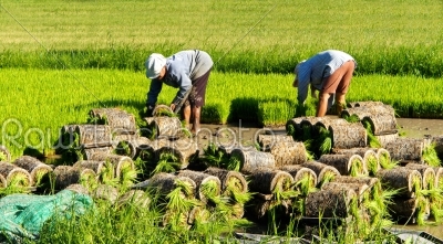 Thai farmer planting Sapling rice.
