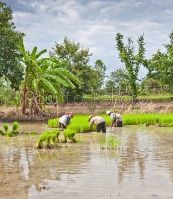 thai farmers
