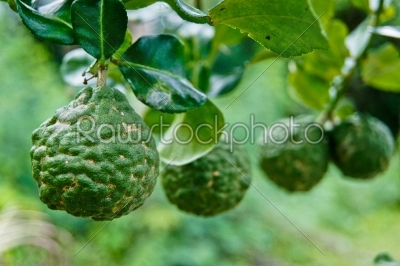 Thai herbal citrus Hystrix