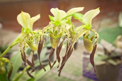 Thai orchid from agriculture fair,Nakhonratchasima,Thailand