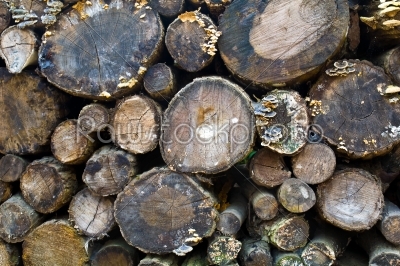The crown of logs