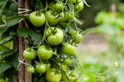 Tomatoes in a garden; close up