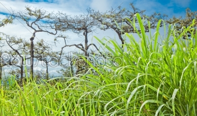 tropical forest with green grass foreground