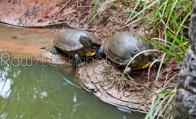 turtles in nature