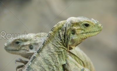 Two young iguanas