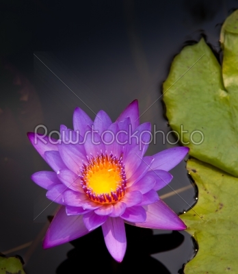 water lilly of Thailand