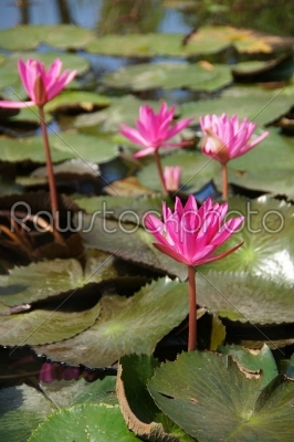 water lily flower (lotus) The lotus flower (water lily)