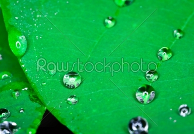 Water on fresh green leaves 