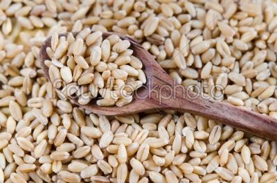 wheat and wooden spoon