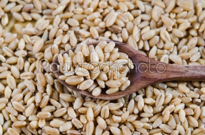 wheat on spoon