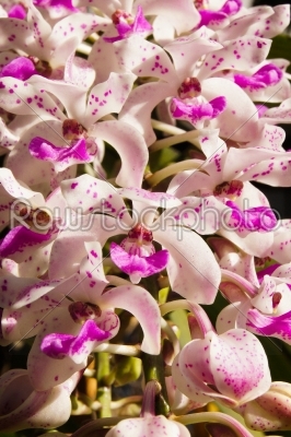 White and pink orchid of Rhynchostylis gigantea (Lindl.) Ridl.