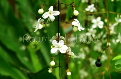 white flower no.4