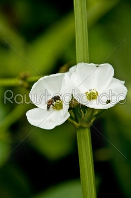 White flowers,  Echinodorus cardifolius (L.) Griseb.