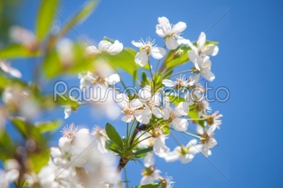 White flowers of the cherry blossoms on a blue sky