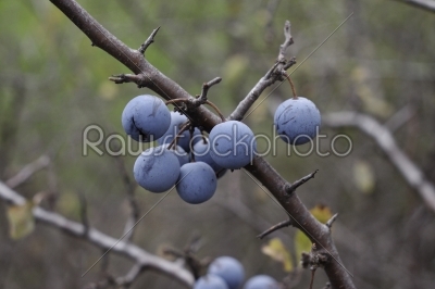 whole blue blackthorn  in autumn