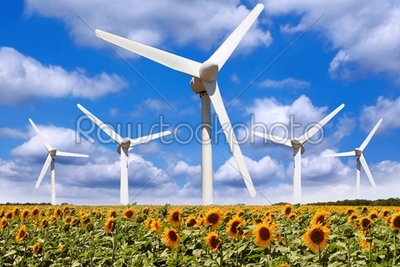 Wind power in a field of sunflowers
