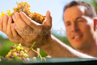Winegrower working with grape 