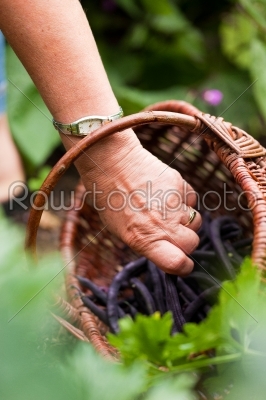 Woman - only hand to be seen - harvesting beans in her garden and putting them in a basket
