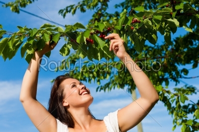Woman eating cherries in summer