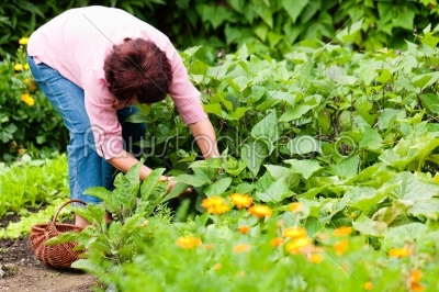 Woman harvesting cucumbers in her garden