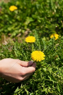 Woman is picking dandelion