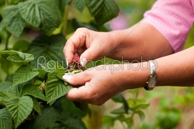 Woman is picking raspberries